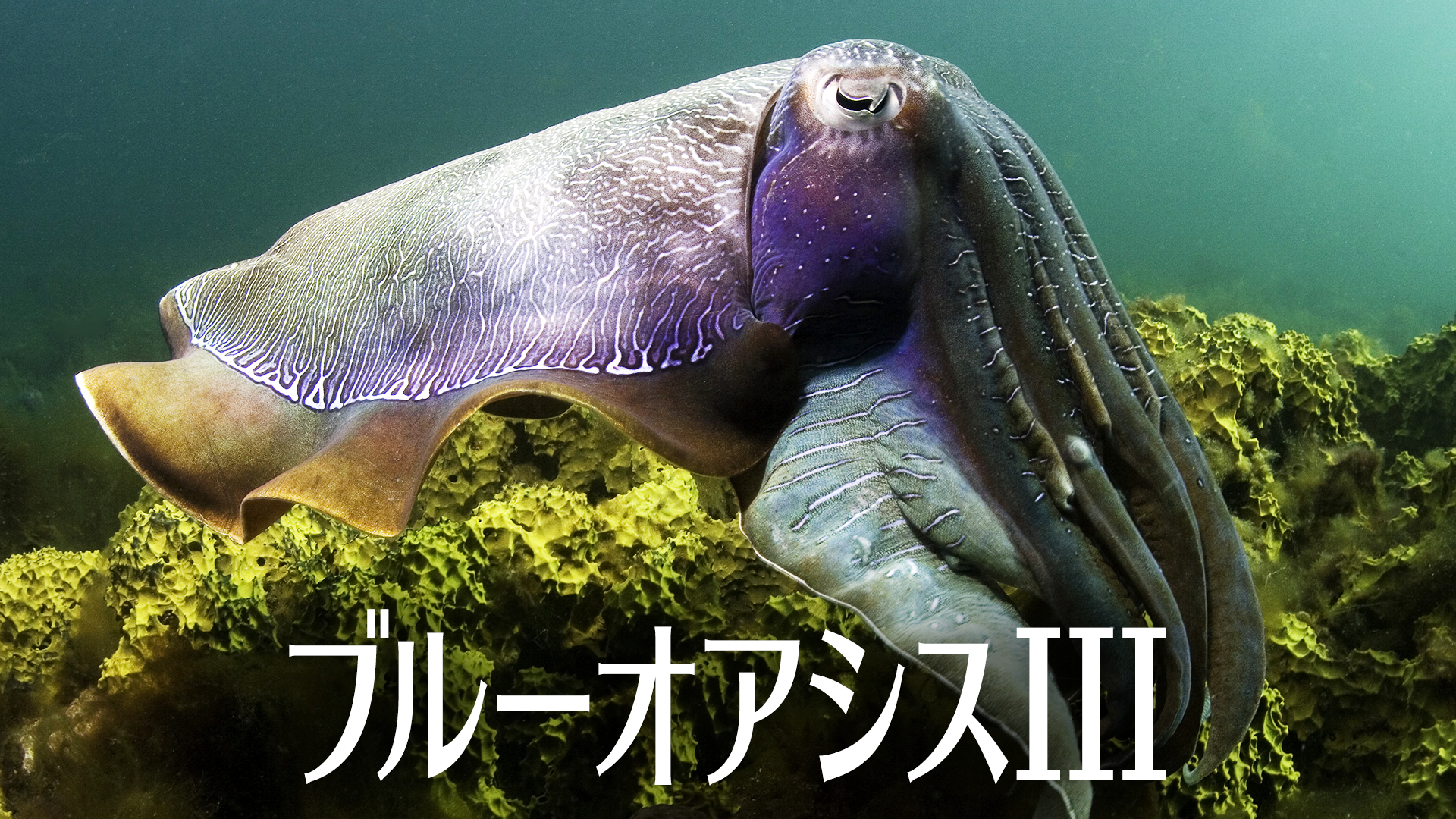 ブルーオアシスIII - サムネイル