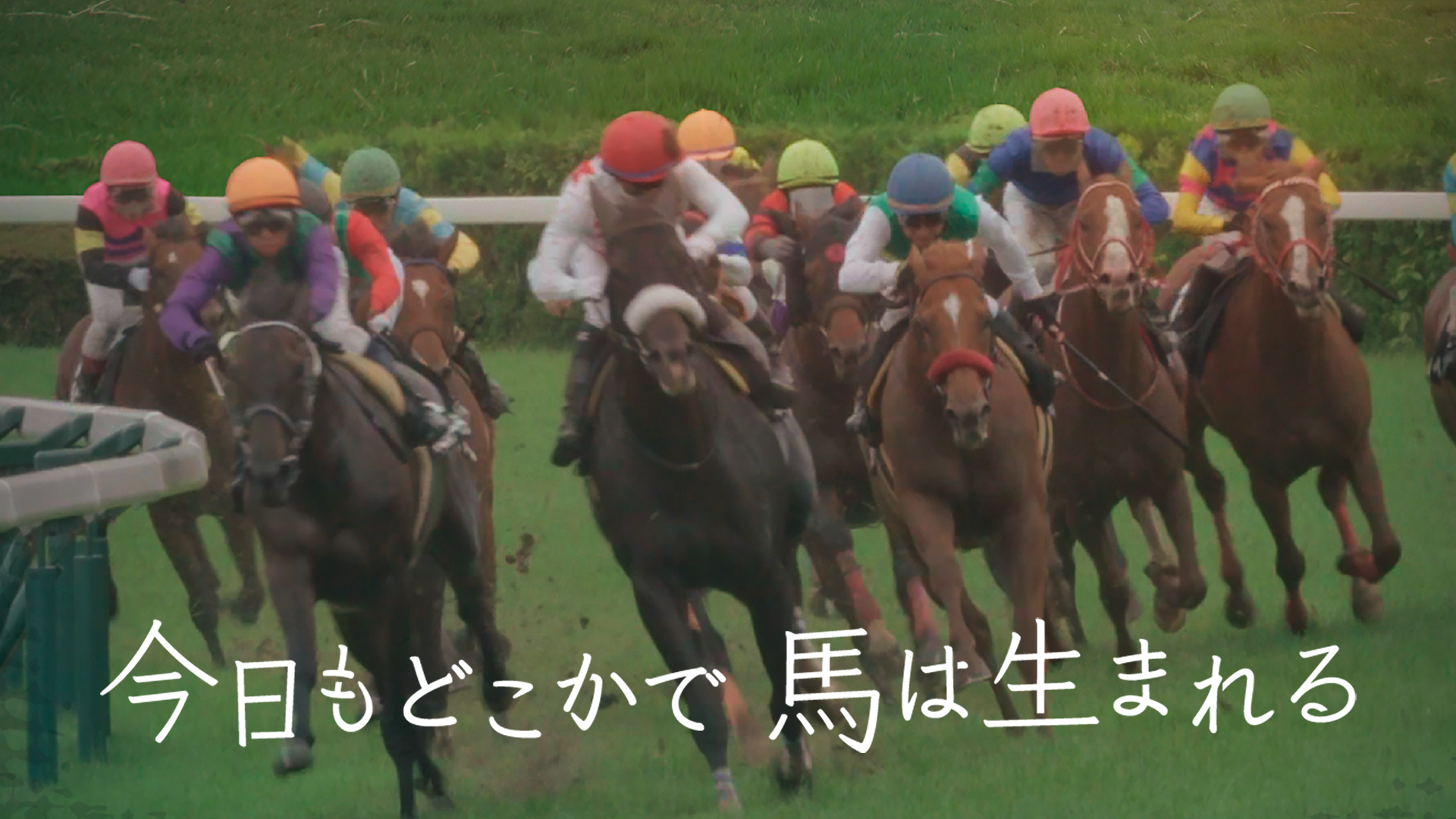 今日もどこかで馬は生まれる - サムネイル