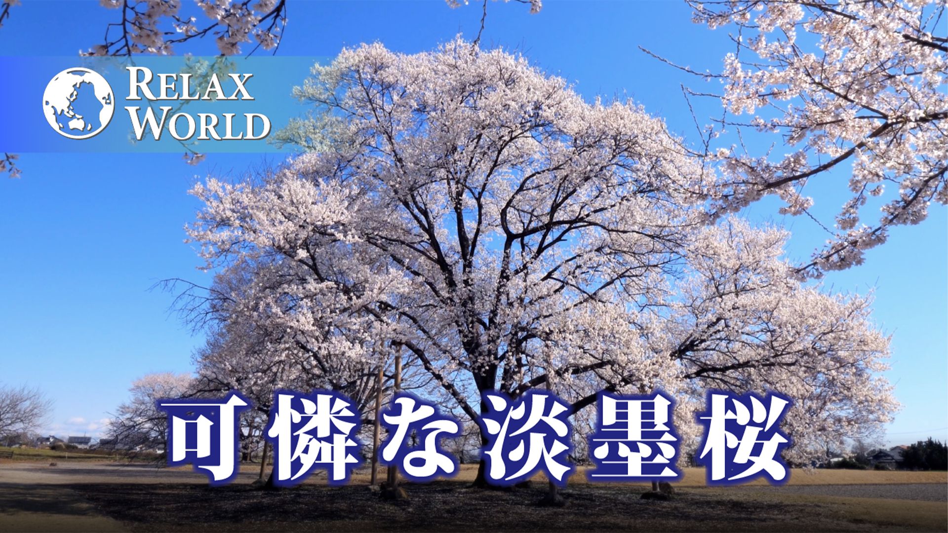 可憐な淡墨桜【RELAX WORLD】