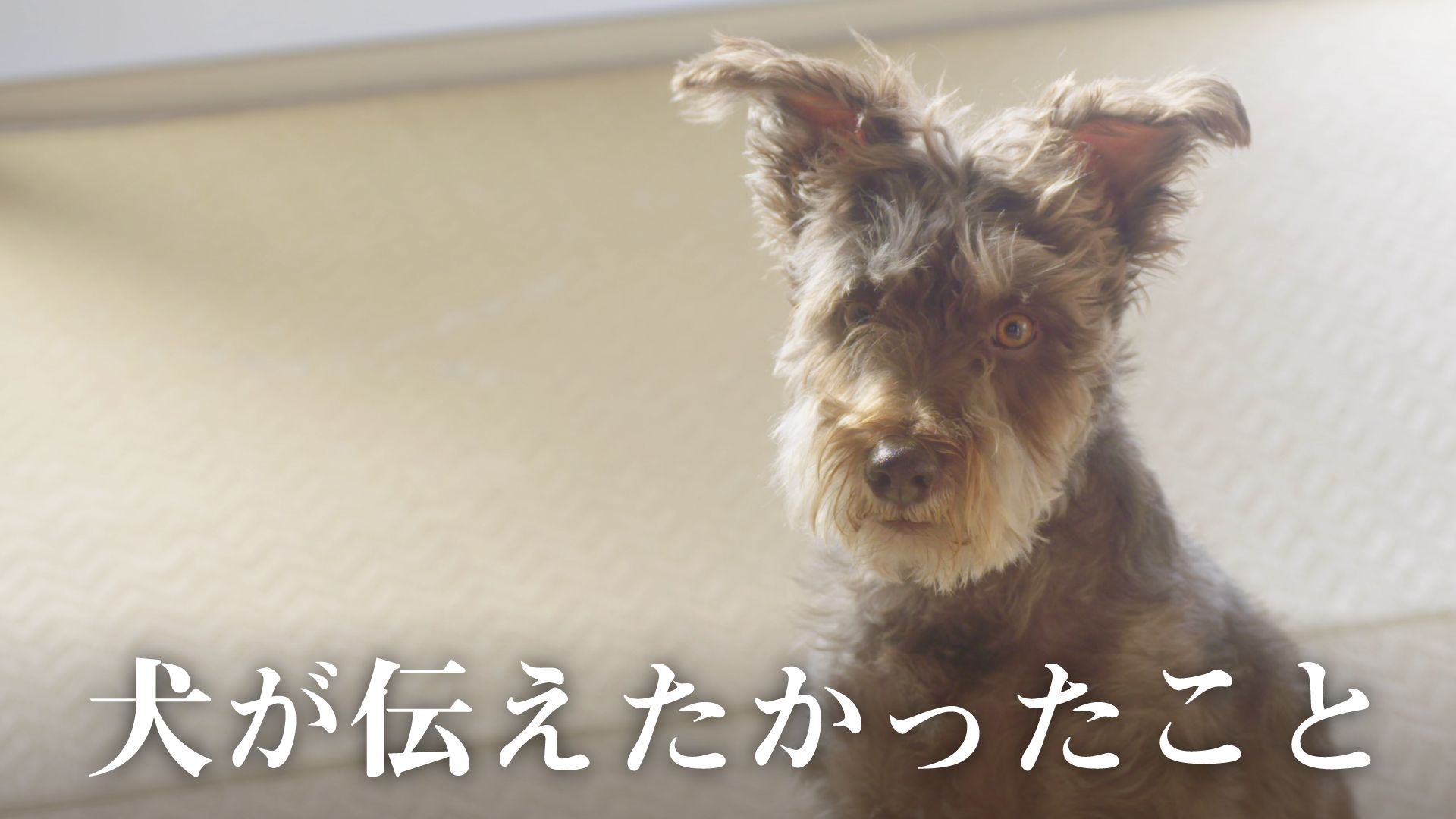 犬が伝えたかったこと