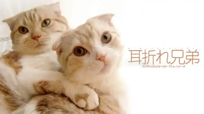 耳折れ兄弟 スコティッシュフォールド・アトム＆ルーク