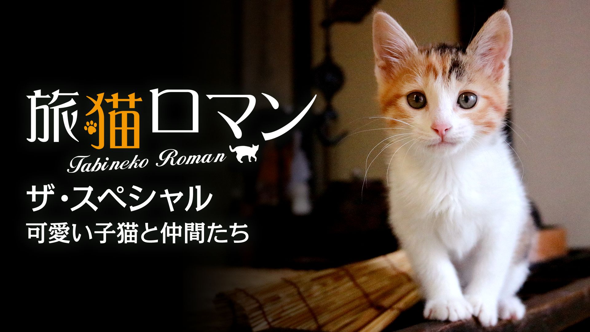 旅猫ロマン ザ スペシャル 可愛い子猫と仲間たちの動画を配信しているサービス 動画作品を探すならaukana
