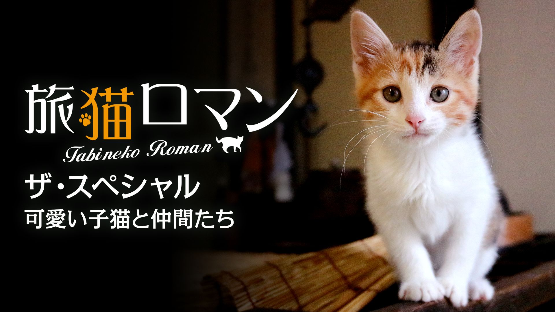 旅猫ロマン ザ スペシャル 可愛い子猫と仲間たちの動画を配信しているサービス 動画作品を探すならaukana 旅猫ロマン ザ スペシャル 可愛い子猫と仲間たちの動画を配信しているサービス 動画作品を探すならaukana