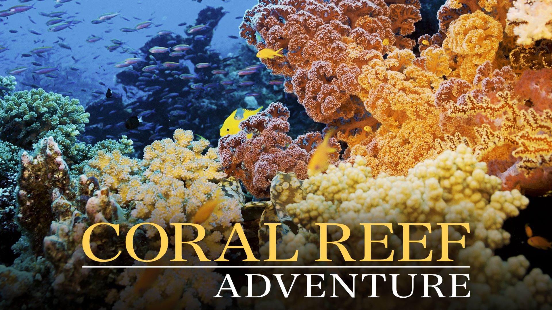 Coral Reef Adventure