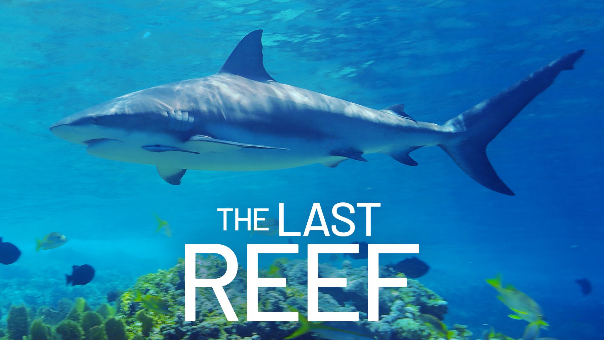 The Last Reef