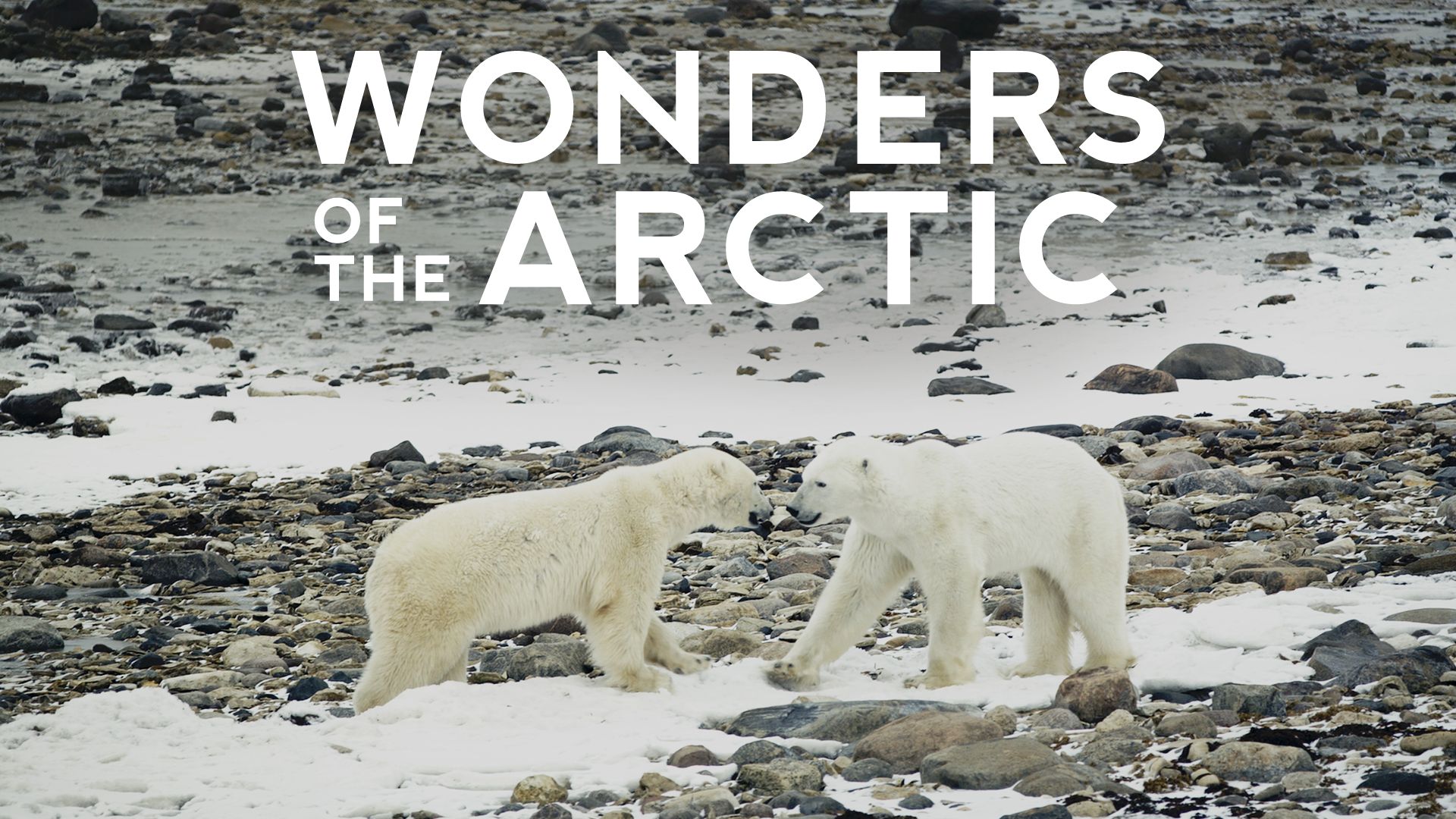 Wonders of the Arctic