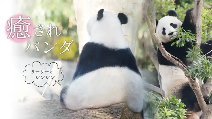 癒されパンダ～リーリーとシンシン～