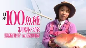 日本100魚種制覇の旅 児島玲子 in駿河湾