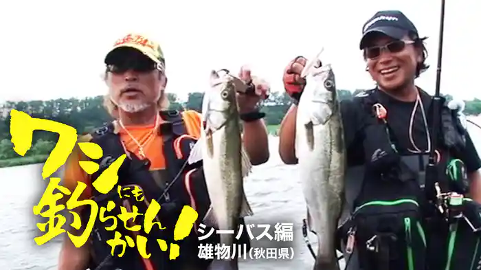 ワシにも釣らせんかい！シーバス編　雄物川（秋田県）