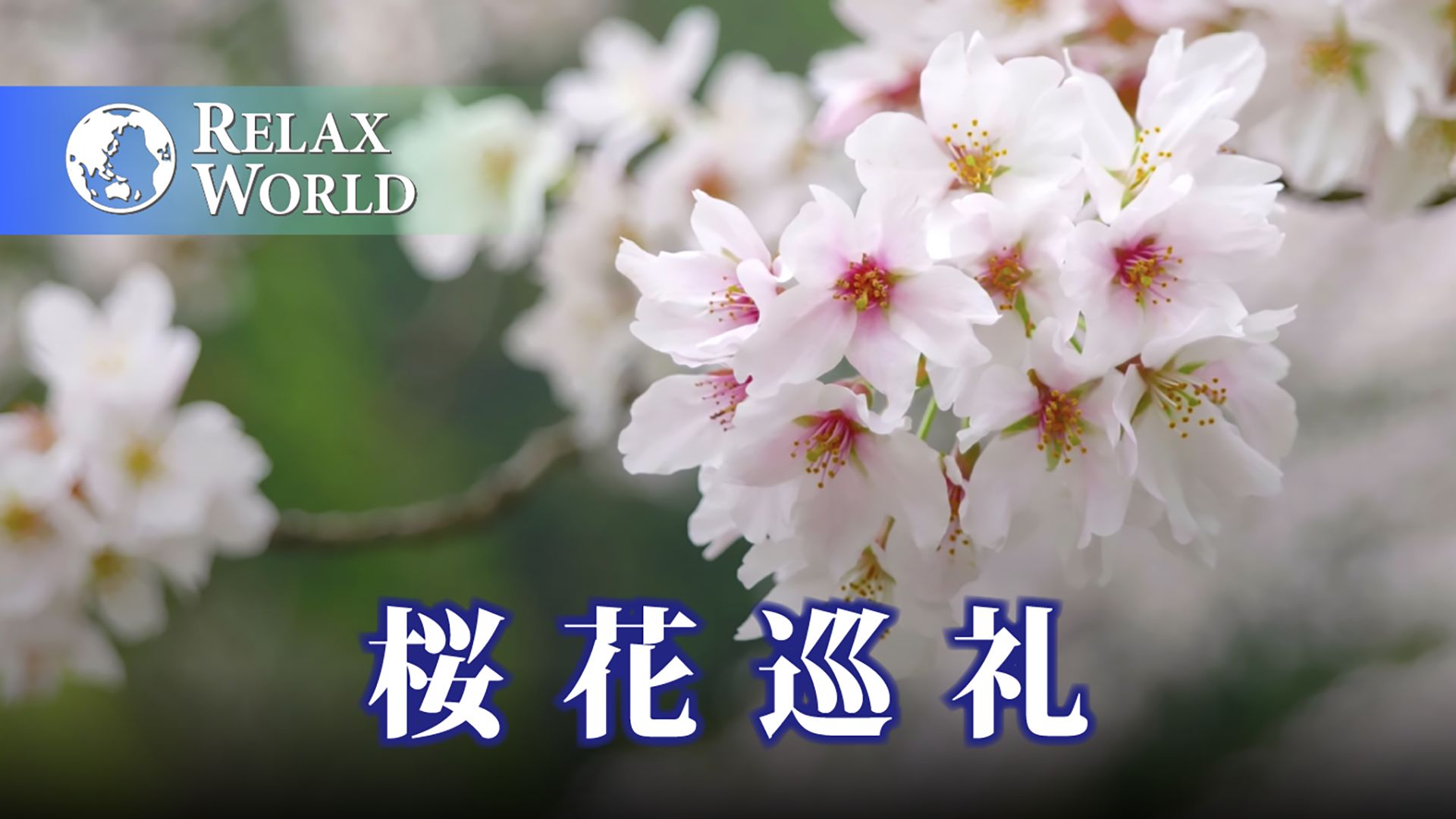 桜花巡礼【RELAX WORLD】