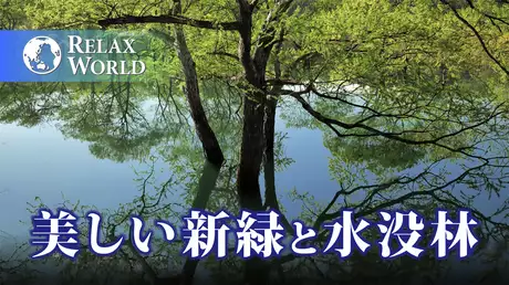 美しい新緑と水没林【RELAX WORLD】