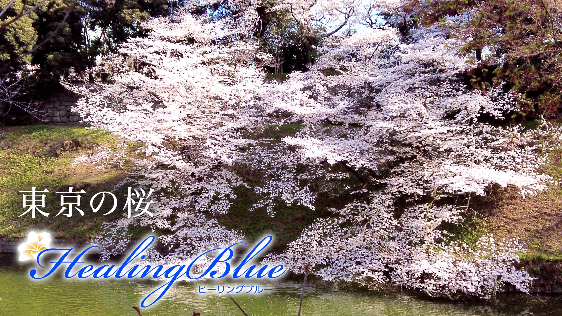 東京の桜【HealingBlue】