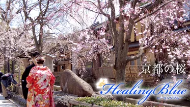 京都の桜【HealingBlue】