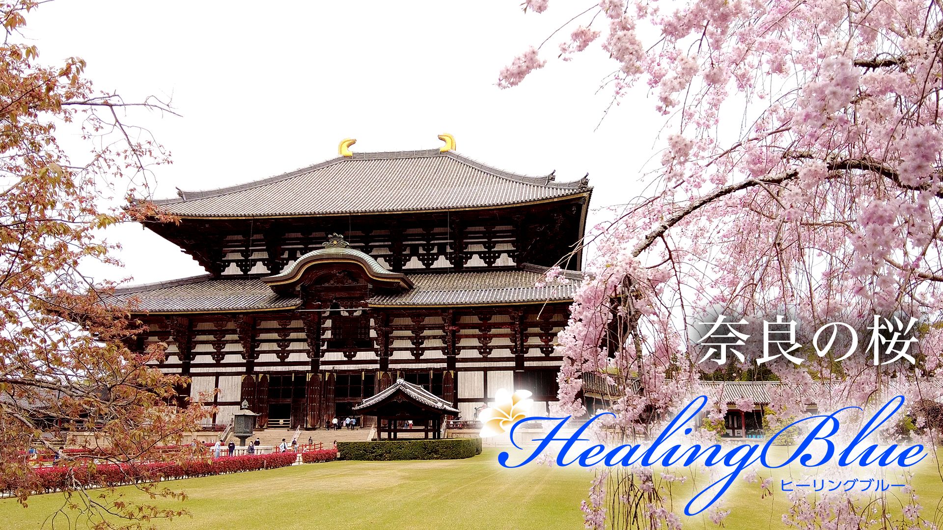 奈良の桜【HealingBlue】