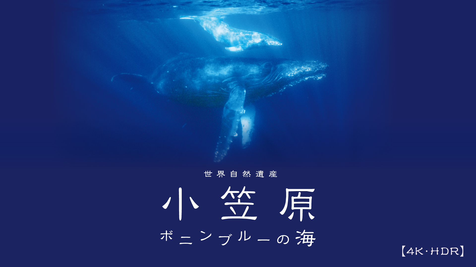 世界自然遺産 小笠原 ～ボニンブルーの海～【4K・HDR】(TV番組・エンタメ / 2018) - 動画配信 | U-NEXT 31日間無料トライアル