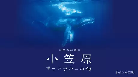 世界自然遺産 小笠原 ～ボニンブルーの海～【4K･HDR】