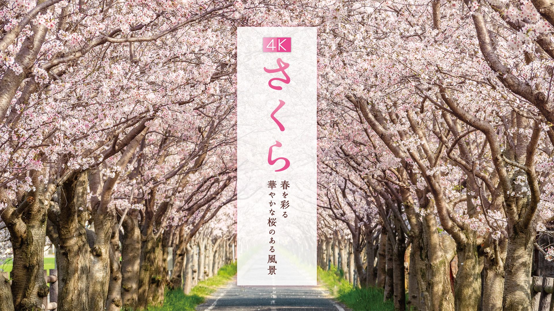 4Kさくら 春を彩る華やかな桜のある風景【4K･HDR】