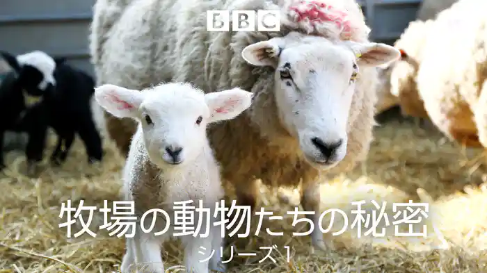 牧場の動物たちの秘密 シリーズ１