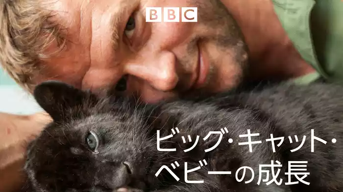 ビッグ・キャット・ベビーの成長