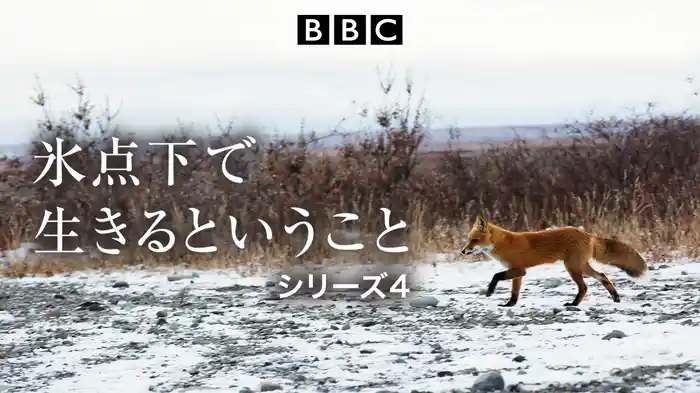 氷点下で生きるということ シリーズ4