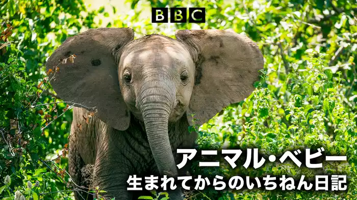 アニマル・ベビー 生まれてからのいちねん日記