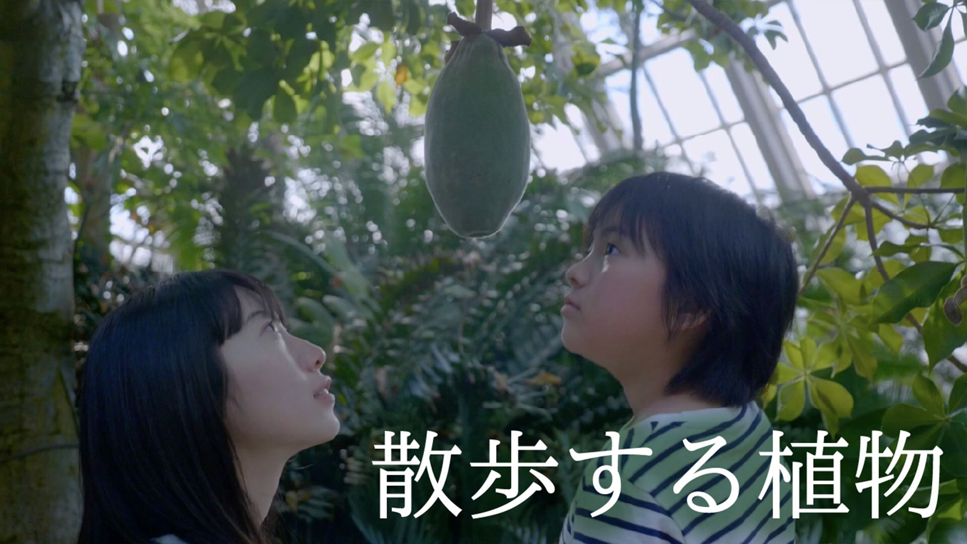 散歩する植物