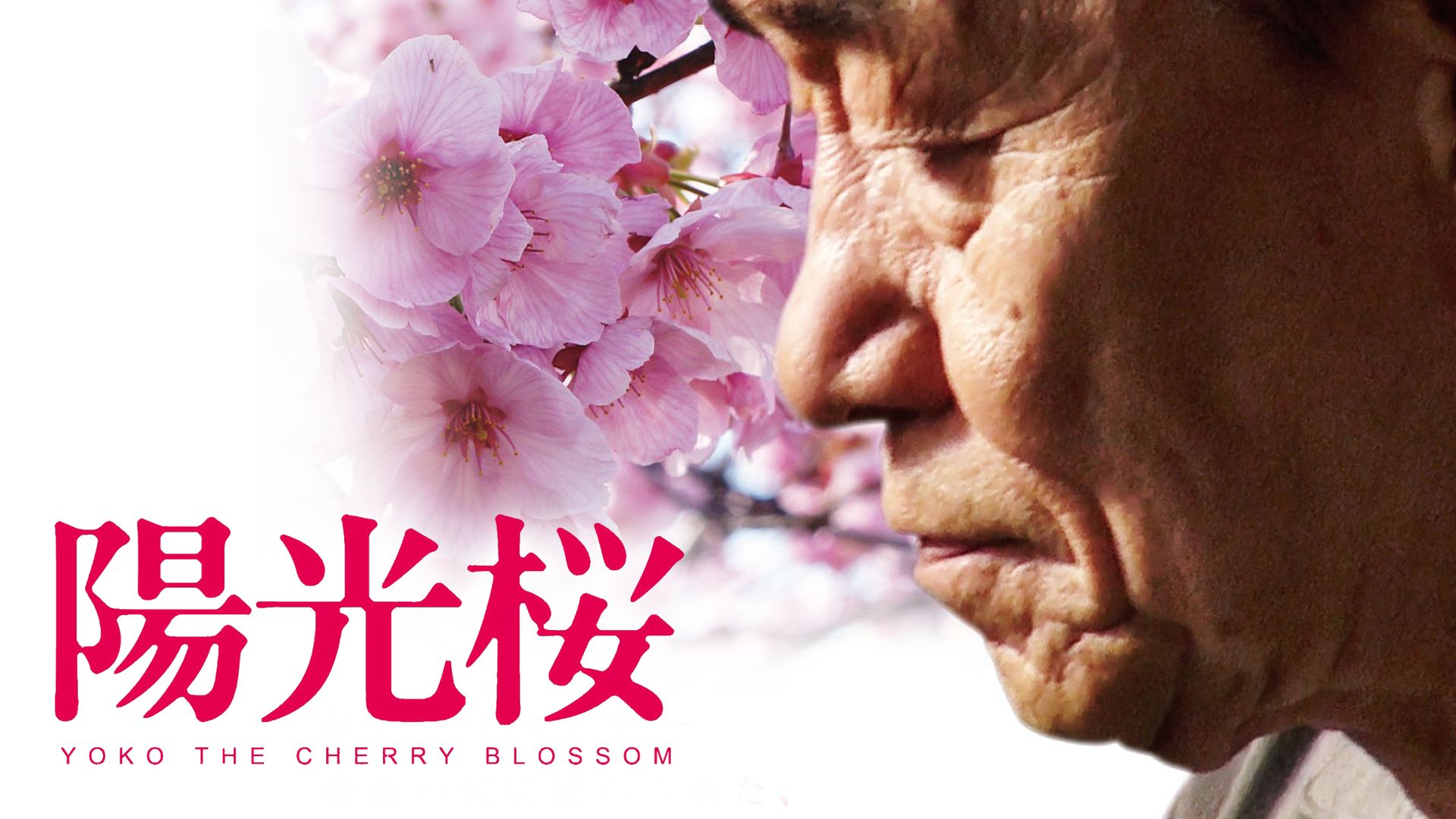 陽光桜 -YOKO THE CHERRY BLOSSOM-