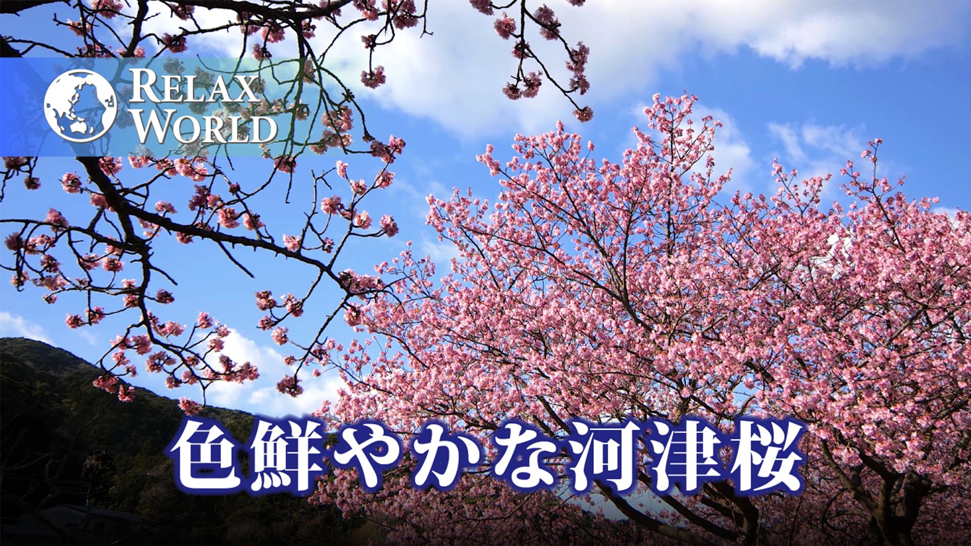 色鮮やかな河津桜【RELAX WORLD】