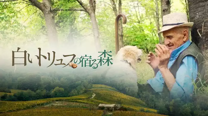 白いトリュフの宿る森