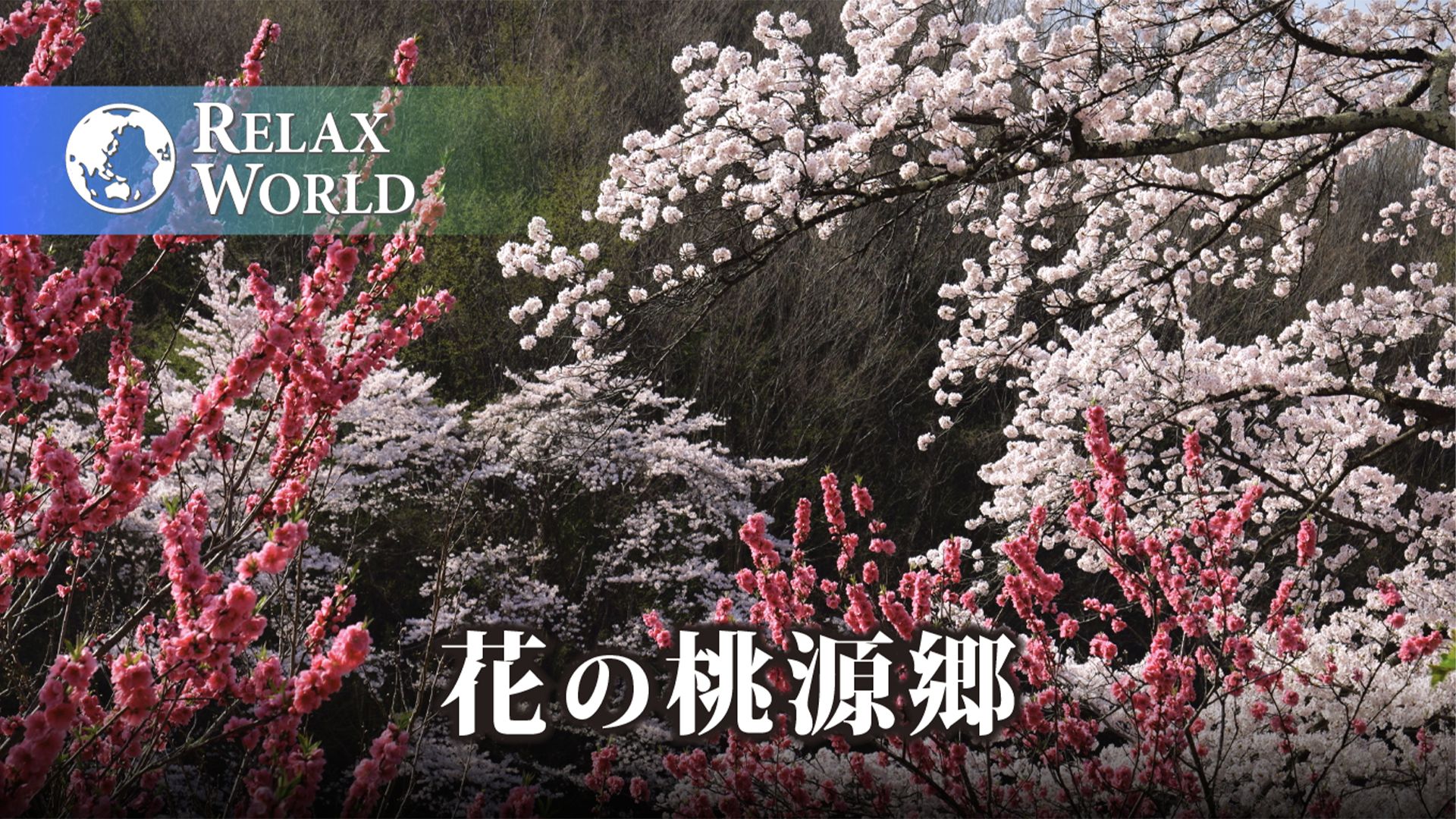 花の桃源郷【RELAX WORLD】