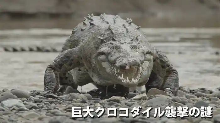 巨大クロコダイル襲撃の謎