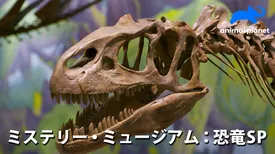 ミステリー・ミュージアム：恐竜SP