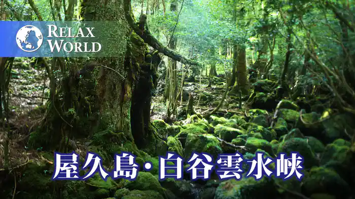 屋久島・白谷雲水峡【RELAX WORLD】