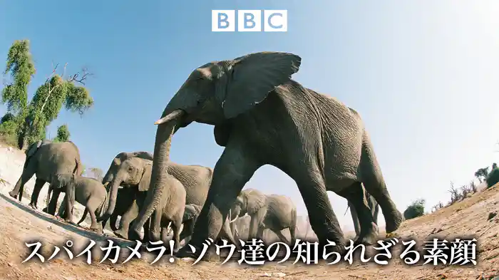 スパイカメラ! ゾウ達の知られざる素顔