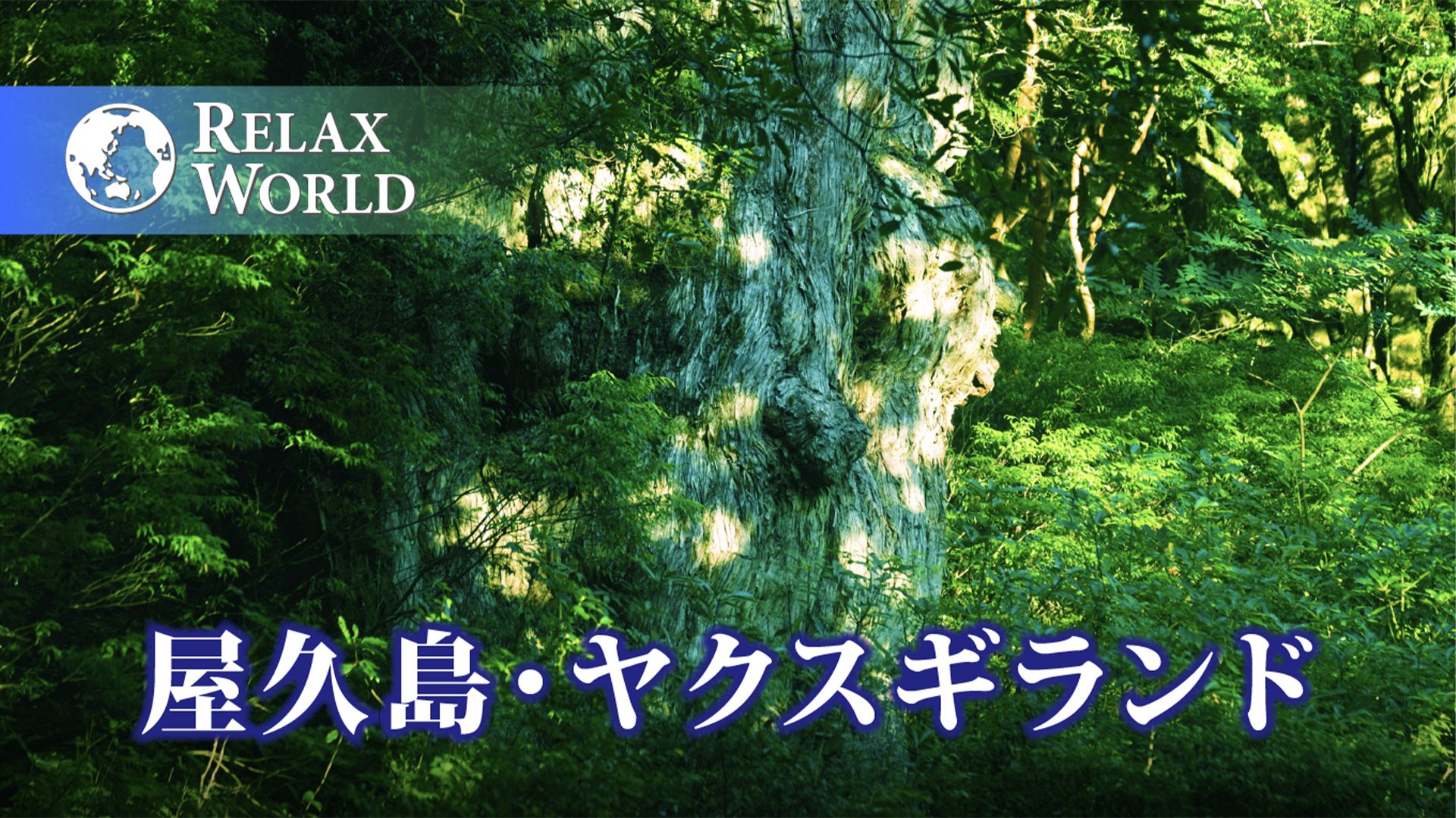 屋久島・ヤクスギランド【RELAX WORLD】