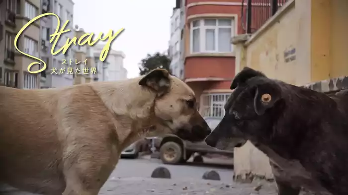 ストレイ　犬が見た世界
