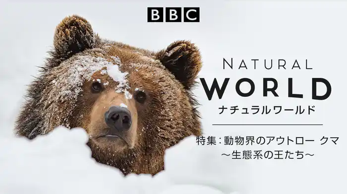 ナチュラルワールド 特集：動物界のアウトロー クマ～生態系の王たち～