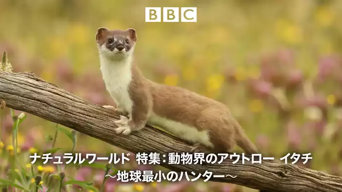 ナチュラルワールド 特集：動物界のアウトロー イタチ～地球最小のハンター～