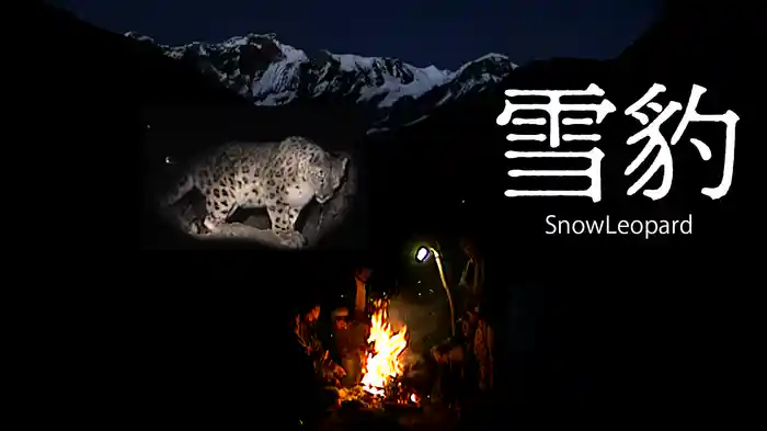 雪豹 SnowLeopard