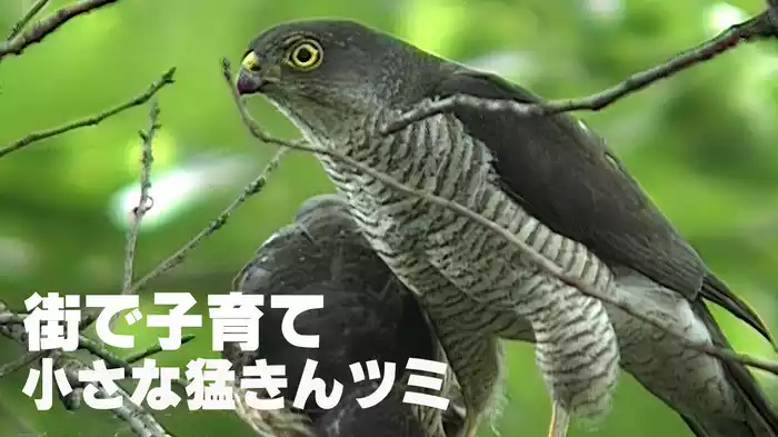 街で子育て 小さな猛きんツミ