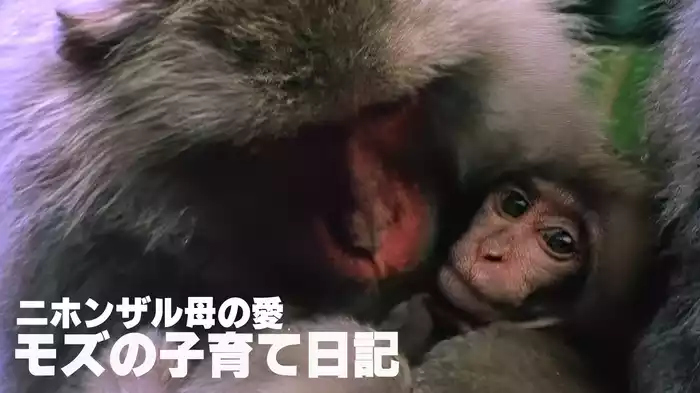 ニホンザル母の愛 モズの子育て日記