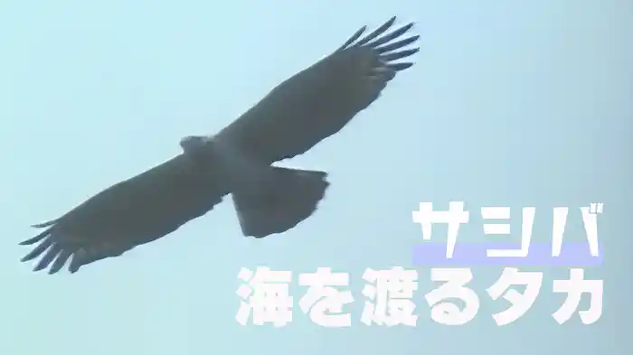 サシバ 海を渡るタカ