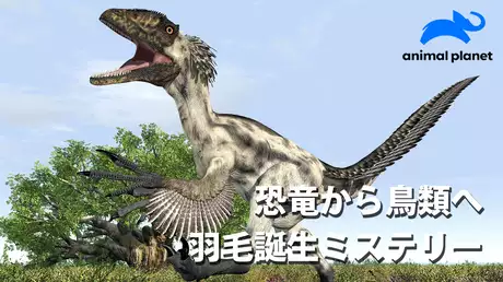 恐竜から鳥類へ 羽毛誕生ミステリー(二)