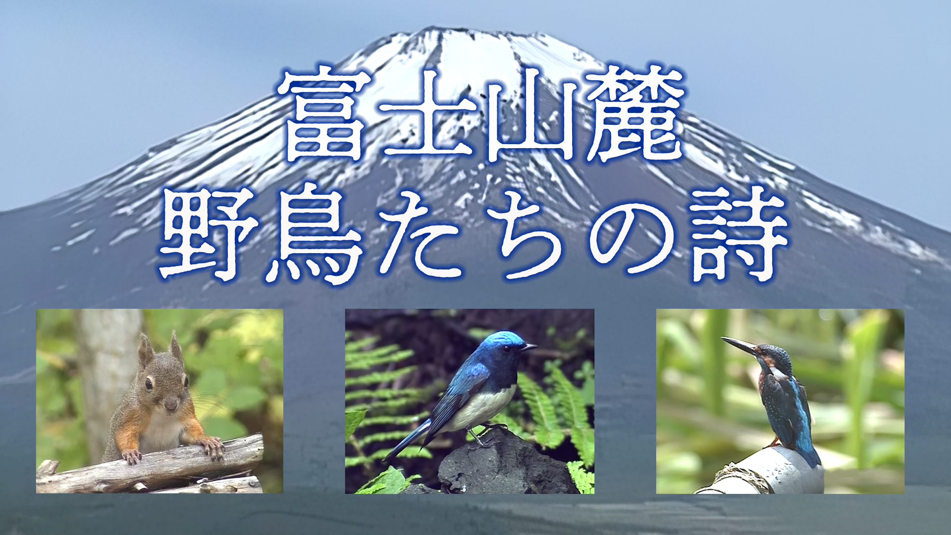 富士山麓 野鳥たちの詩 - サムネイル