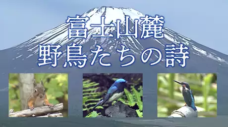 富士山麓 野鳥たちの詩