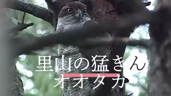 里山の猛きん オオタカ