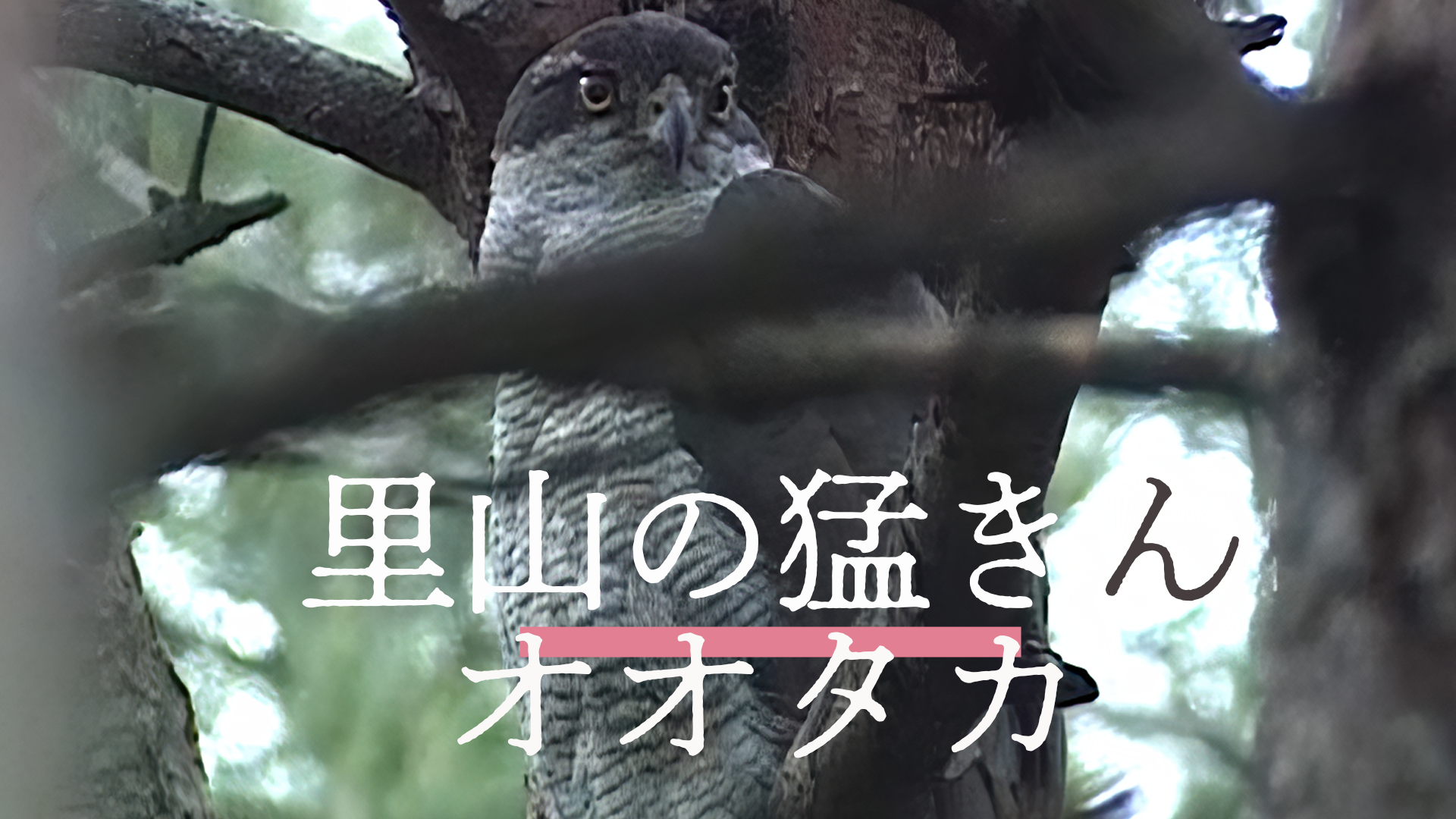 里山の猛きん オオタカ - サムネイル