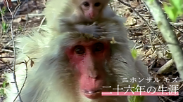 ニホンザル モズ 二十六年の生涯(邦画 / 2006) - 動画配信 | U-NEXT 31