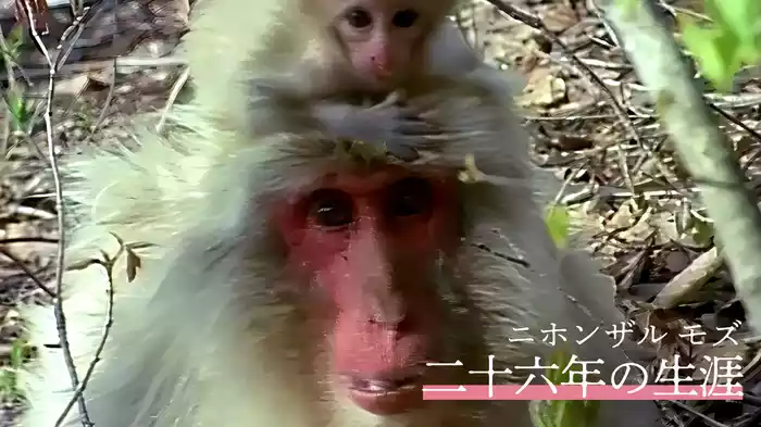 ニホンザル モズ 二十六年の生涯