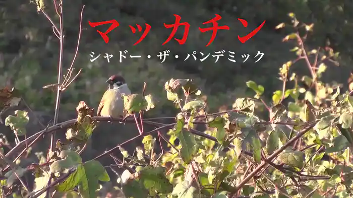 マッカチン　シャドー・ザ・パンデミック